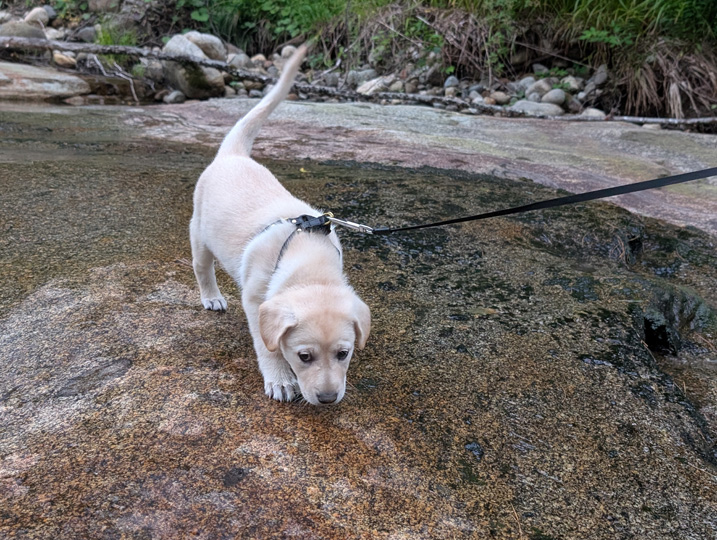 chinook dog
